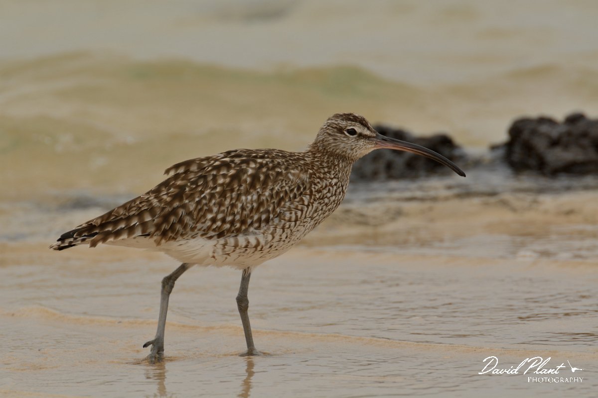 David Plant Photography - Wildlife Photography - Whimbrel - A.jpg - Whimbrel - Caleta del Rio, El Cotillo