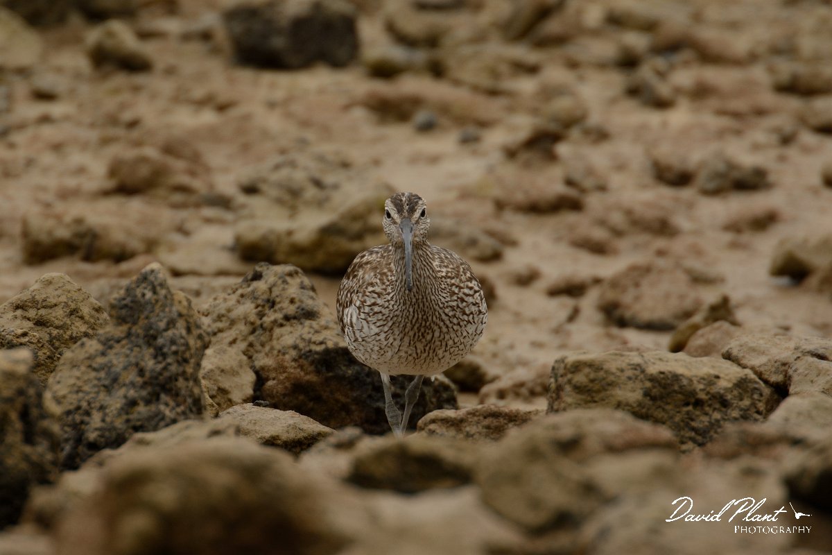 David Plant Photography - Wildlife Photography - Whimbrel - D.jpg - Whimbrel - Caleta del Rio, El Cotillo