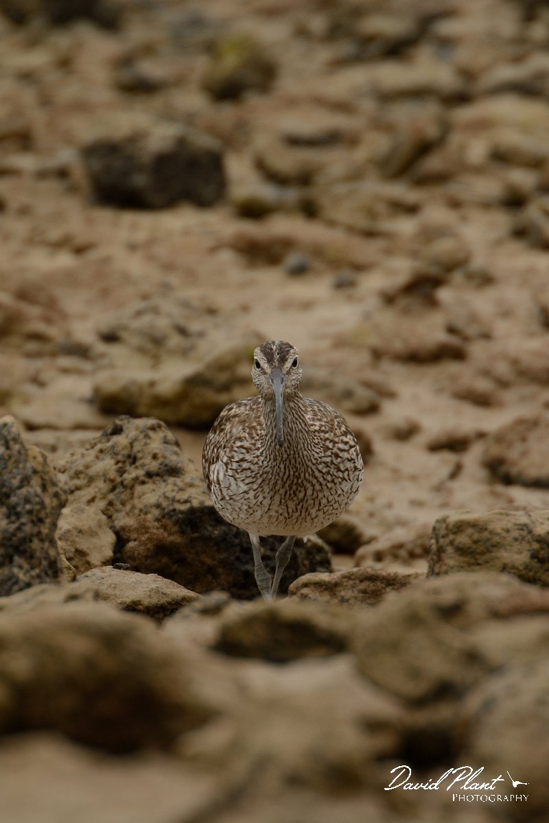 David Plant Photography - Wildlife Photography - Whimbrel - E.jpg - Whimbrel - Caleta del Rio, El Cotillo