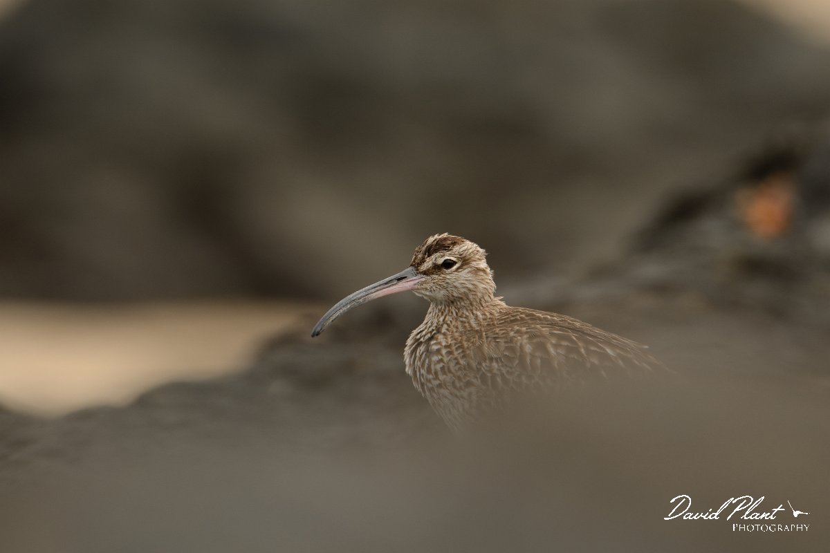 David Plant Photography - Wildlife Photography - Whimbrel - H.jpg - Whimbrel head - Caleta del Rio, El Cotillo