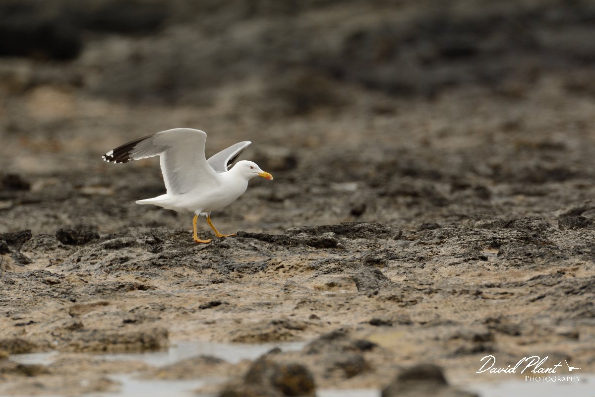 David Plant Photography - Wildlife Photography - Yellow-legged gull - B.jpg - Yellow-legged gull wings open - Caleta del Rio, El Cotillo