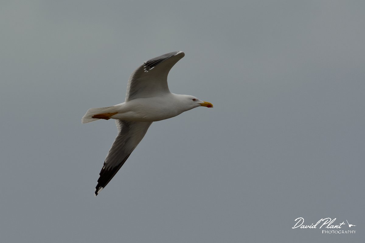 David Plant Photography - Wildlife Photography - Yellow-legged gull - C.jpg - Yellow-legged gull in flight - Caleta del Rio, El Cotillo