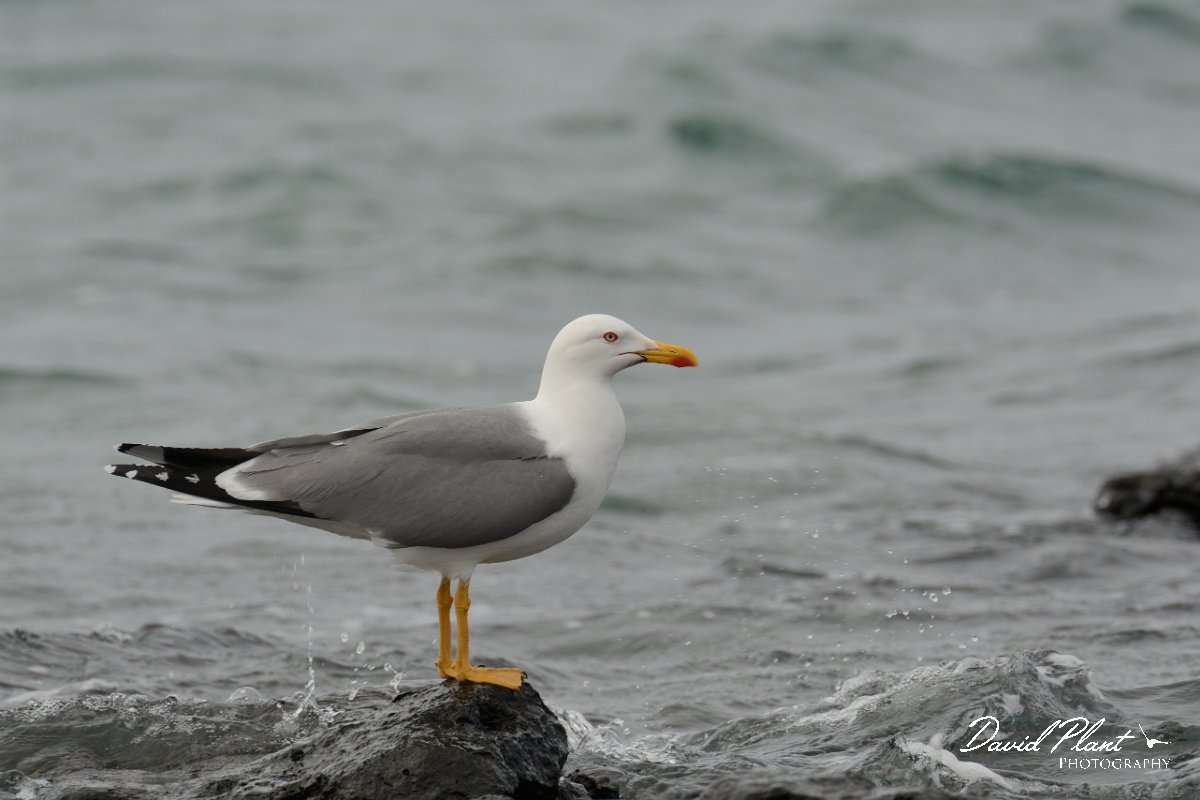 David Plant Photography - Wildlife Photography - Yellow-legged gull - F.jpg - Yellow-legged gull - Faro de Toston