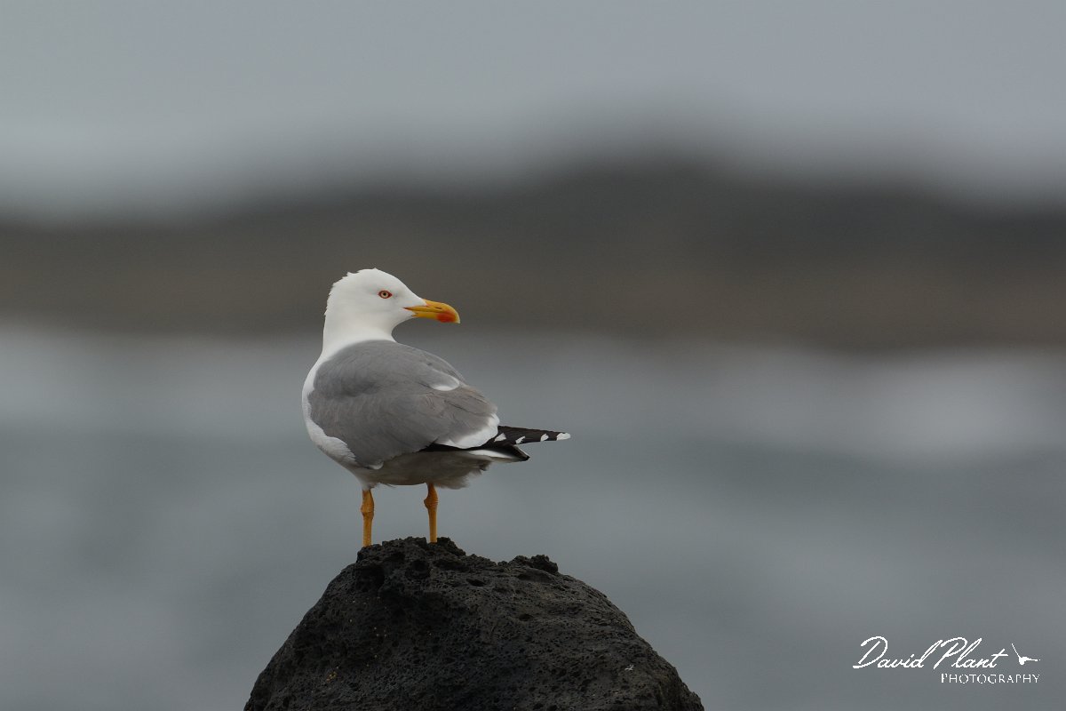 David Plant Photography - Wildlife Photography - Yellow-legged gull - H.jpg - Yellow-legged gull - Faro de Toston