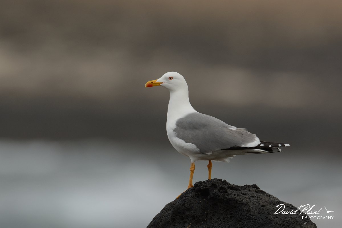 David Plant Photography - Wildlife Photography - Yellow-legged gull - I.jpg - Yellow-legged gull - Faro de Toston