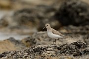 Dunlin