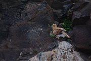 Egyptian vulture
