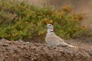 Eurasian collared dove