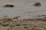Kentish plover