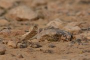 Lesser short-toed lark