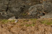 Little ringed plover
