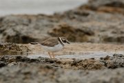 Ringed plover