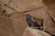 Rock dove