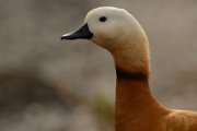 Ruddy shelduck