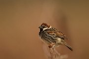 Spanish sparrow