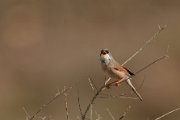 Spectacled warbler