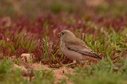 Trumpeter finch