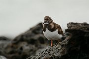 Turnstone