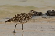 Whimbrel