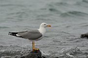 Yellow-legged gull