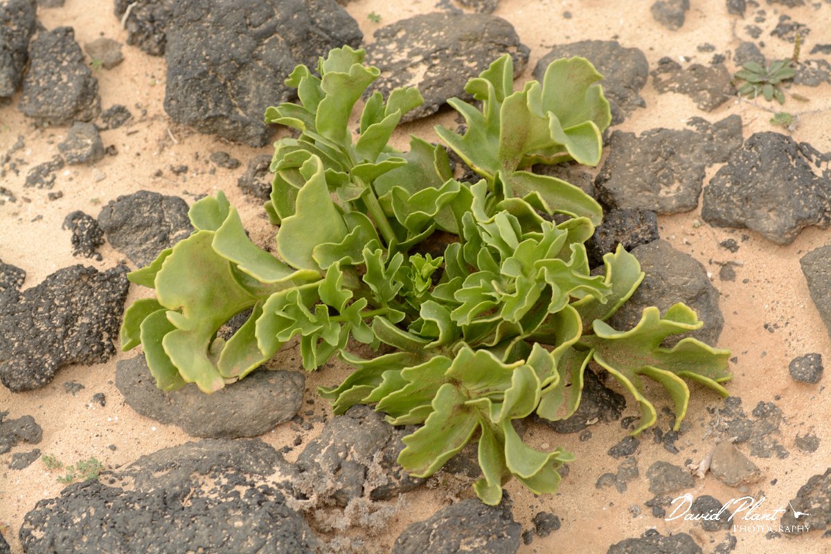 David Plant Photography - Wildlife Photography - Astydamia latifolia - A.jpg - Astydamia latifolia