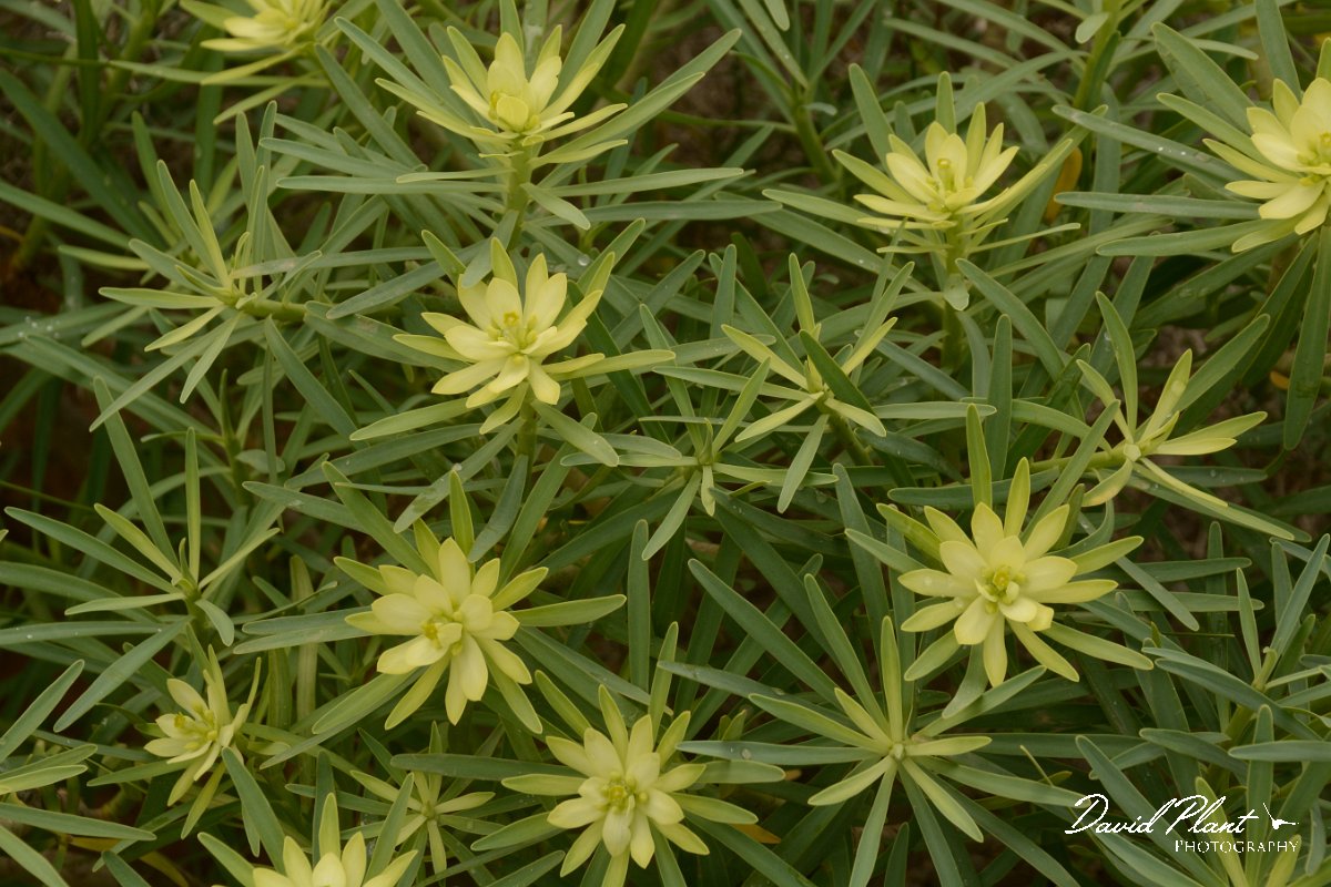 David Plant Photography - Wildlife Photography - Euphorbia regis-jubae - D.jpg - Euphorbia regis-jubae