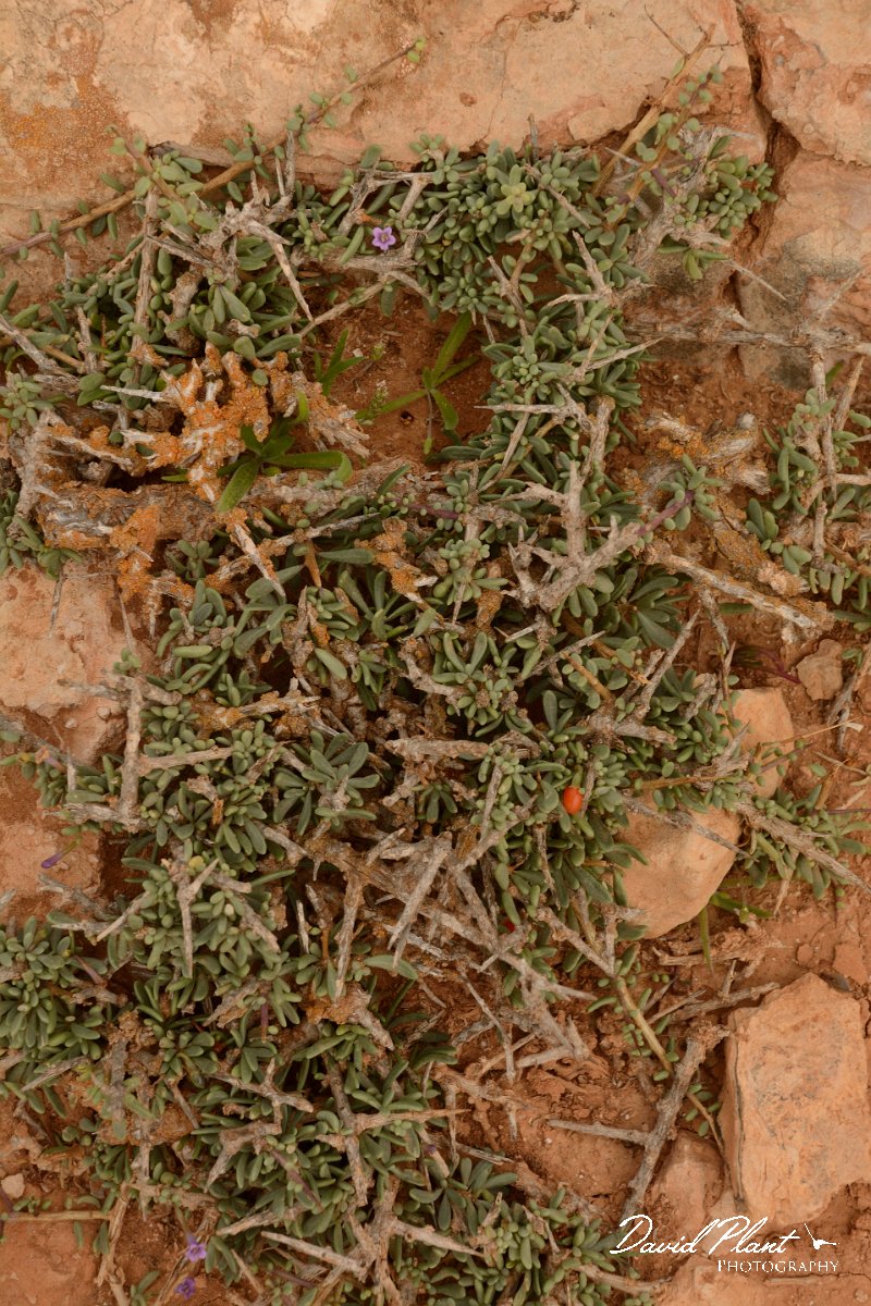 David Plant Photography - Wildlife Photography - Lycium intricatum - B.jpg - Lycium intricatum