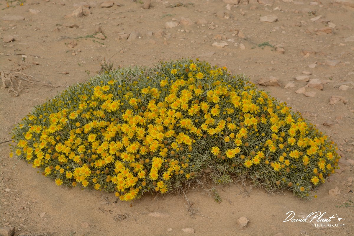 David Plant Photography - Wildlife Photography - Pulicaria burchardii - B.jpg - Pulicaria burchardii