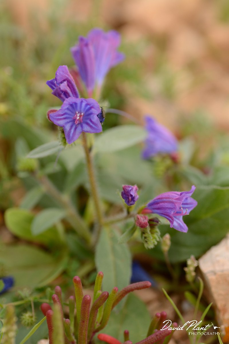 David Plant Photography - Wildlife Photography - Purple viper's bugloss - B.jpg - Echium bonnetii