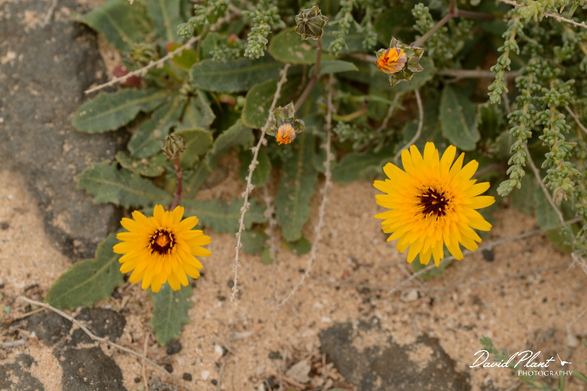 David Plant Photography - Wildlife Photography - Reichardia tingitana - B.jpg - Reichardia tingitana