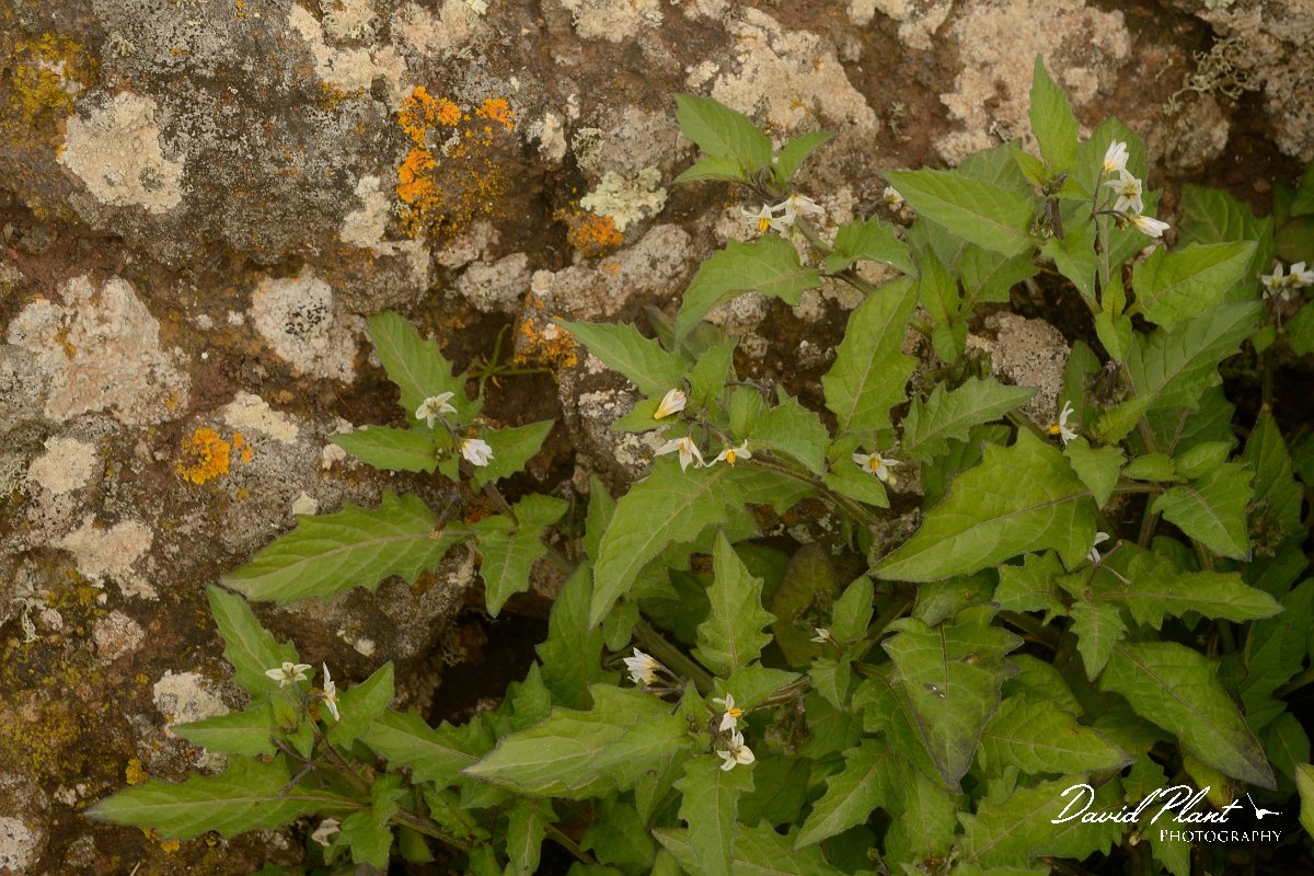 David Plant Photography - Wildlife Photography - Solanum luteum - A.jpg - Solanum luteum