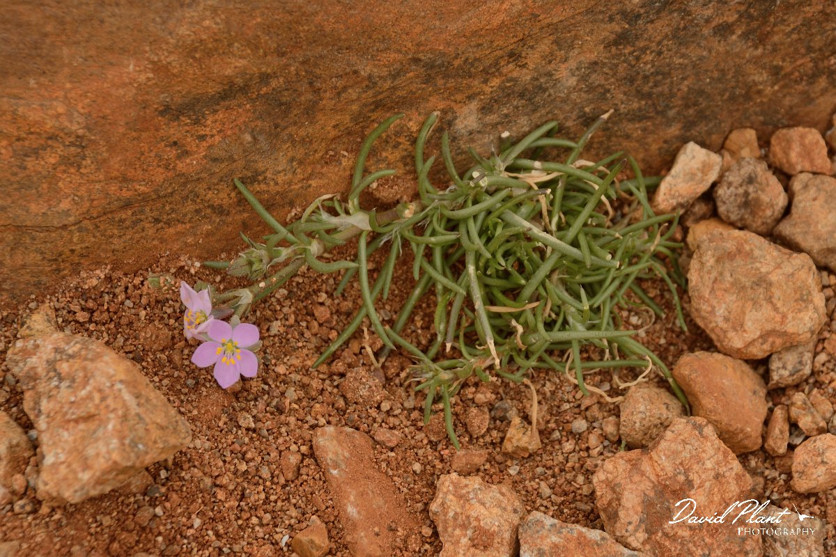 David Plant Photography - Wildlife Photography - Spergularia fimbriata - A.jpg - Spergularia fimbriata