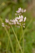 David Plant Photography - Wildlife Photography - Allium roseum - A