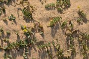 David Plant Photography - Wildlife Photography - Astragalus solandri - C