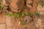 David Plant Photography - Wildlife Photography - Blue pimpernel - A