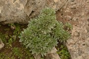 David Plant Photography - Wildlife Photography - Canary Island daisy - A