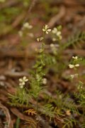 David Plant Photography - Wildlife Photography - Carrichtera annua - A