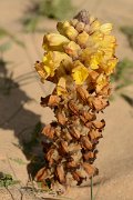 David Plant Photography - Wildlife Photography - Cistanche phelypaea - A
