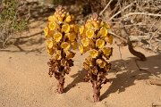 David Plant Photography - Wildlife Photography - Cistanche phelypaea - B