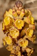 David Plant Photography - Wildlife Photography - Cistanche phelypaea - C
