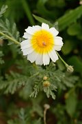 David Plant Photography - Wildlife Photography - Crown daisy - A