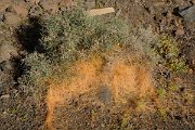 David Plant Photography - Wildlife Photography - Cuscuta approsimata - A