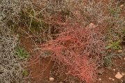 David Plant Photography - Wildlife Photography - Cuscuta planiflora - A
