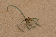 David Plant Photography - Wildlife Photography - Cyperus capitatus - A