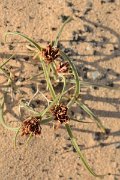David Plant Photography - Wildlife Photography - Cyperus capitatus - C