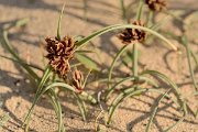 David Plant Photography - Wildlife Photography - Cyperus capitatus - D