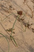 David Plant Photography - Wildlife Photography - Cyperus capitatus - E
