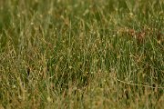 David Plant Photography - Wildlife Photography - Cyperus laevigatus - A
