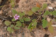 David Plant Photography - Wildlife Photography - Erodium neuradifolium - B