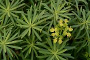 David Plant Photography - Wildlife Photography - Euphorbia regis-jubae - A